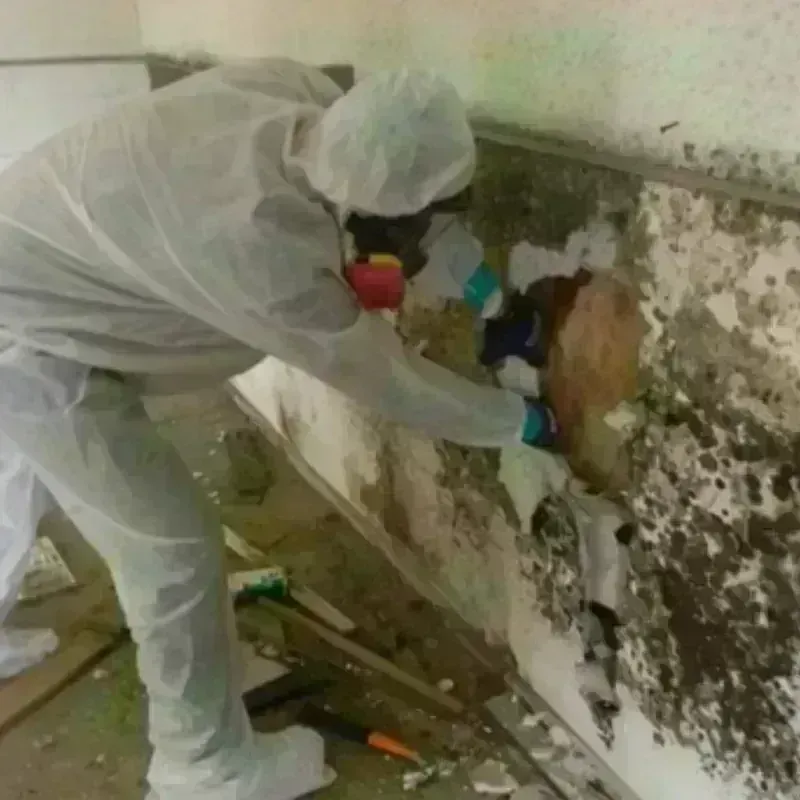 Mold Remediation and Removal in Independence, KS